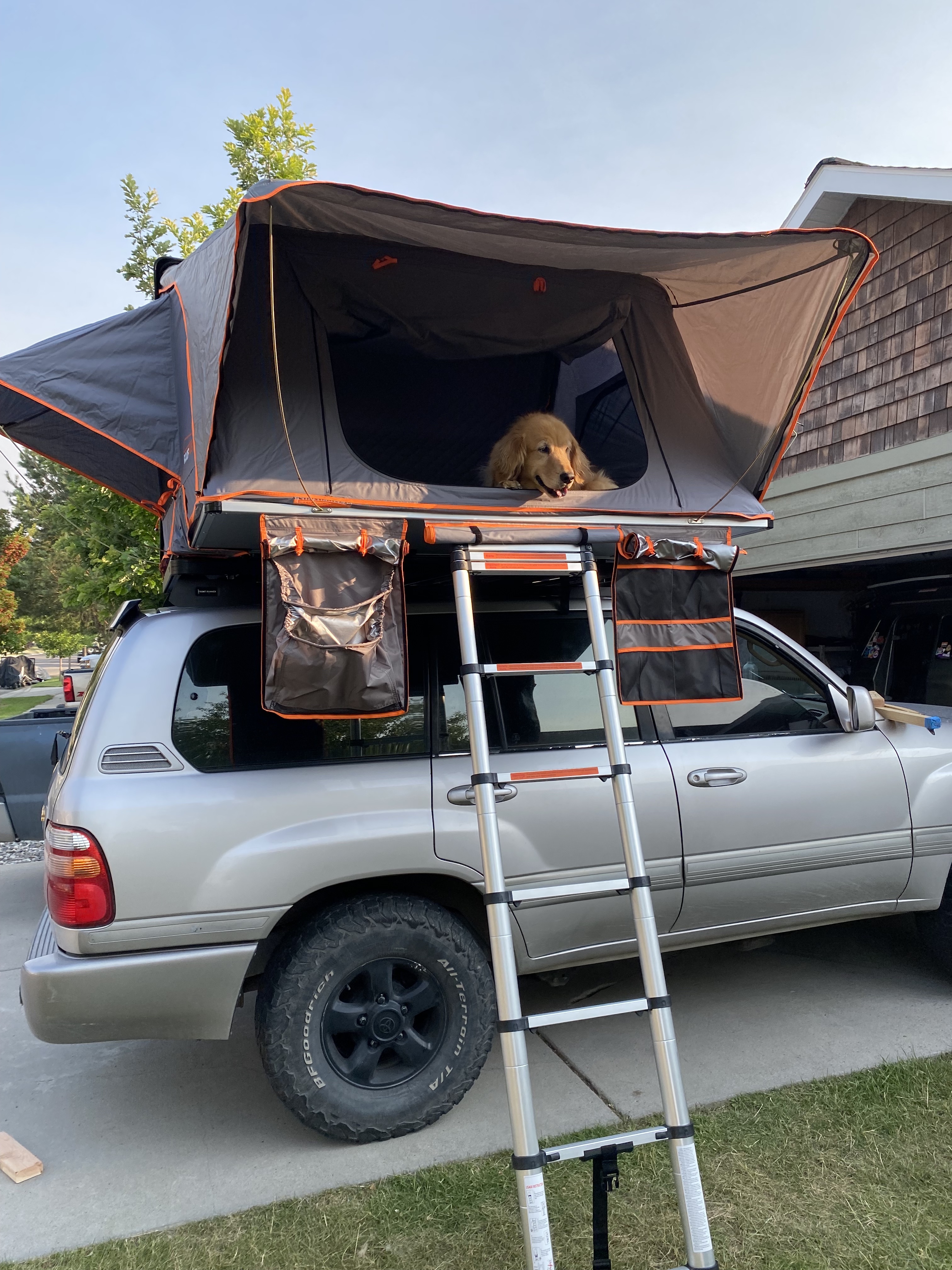 Dog in Rooftop Tent