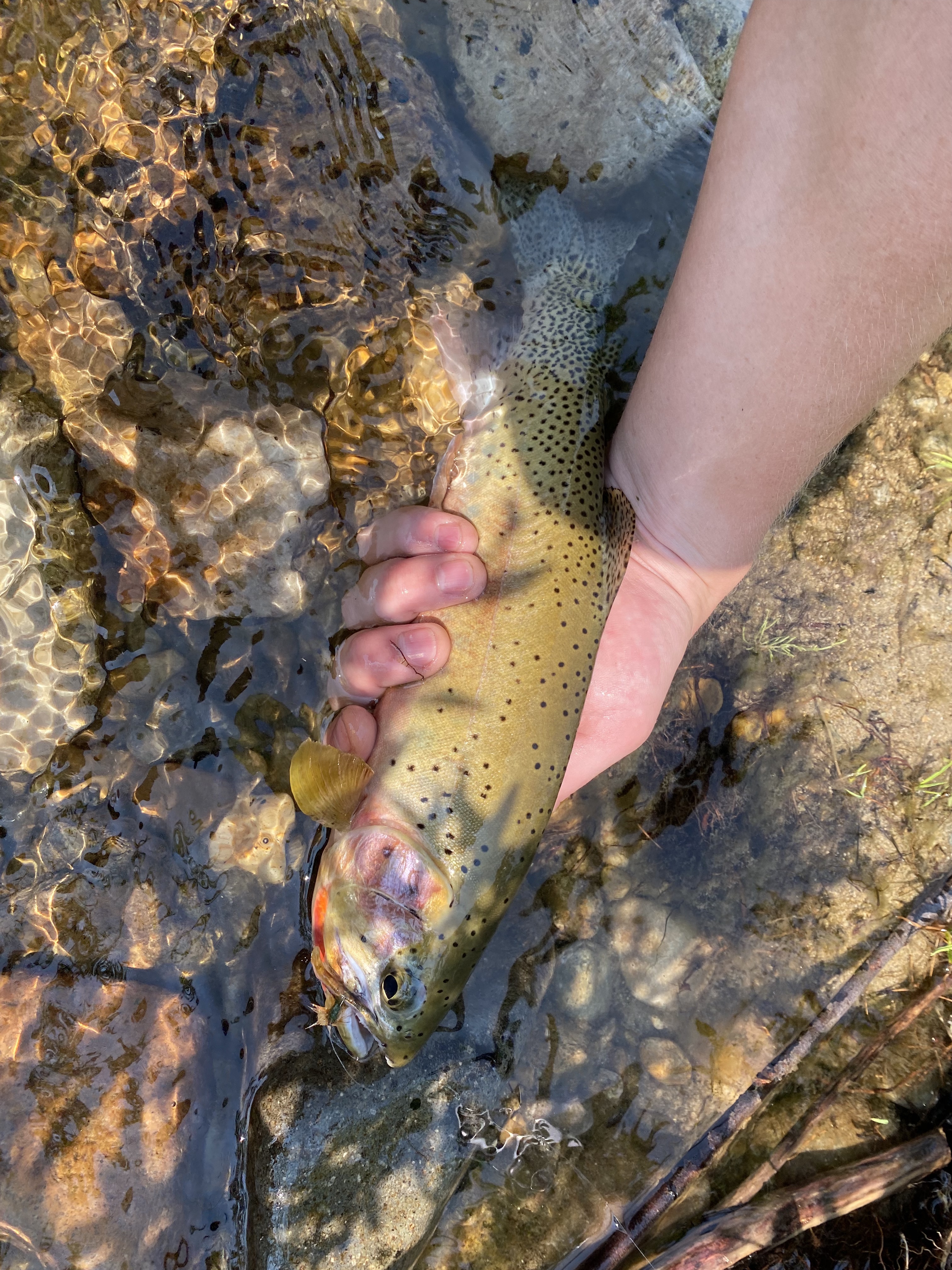 Westslope Cutthroat Trout